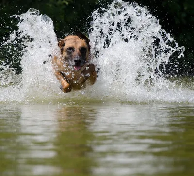 Собака плывет и улыбается под водой…» — создано в Шедевруме