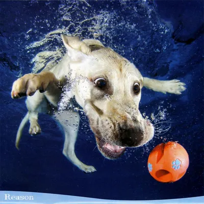 Собаки под водой: такими вы их еще никогда не видели | ANIMALS1 | Дзен