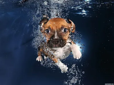 собака плавает под водой. иллюстрация Иллюстрация штока - иллюстрации  насчитывающей актиния, семья: 271060783