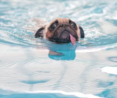 Собака в воде купака