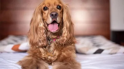 Английский кокер-спаниель - описание породы собак: характер, особенности  поведения, размер, отзывы и фото - Питомцы Mail.ru