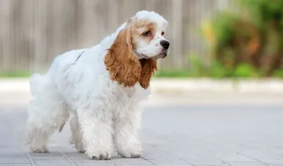 Английский кокер-спаниель (Cocker Spaniel) | Мир собак. Журнал о собаках.  Доска объявлений. Породы. Дрессировка.