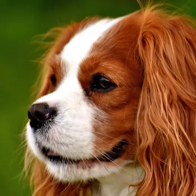 Американский кокер-спаниель: все о собаке, фото, описание породы, характер,  цена