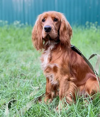 Собака породы английский кокер-спаниель на естественном фоне собака на  прогулке в парке ai g | Премиум Фото