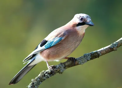 Дербник (Falco columbarius). Птицы Кыргызстана.