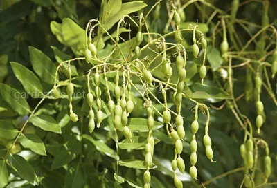 Софора японская (Styphnolobium japonicum)