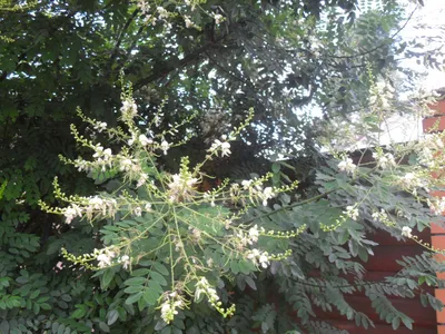 Купить Софора японская семена (20 шт) (Styphnolobium japonicum) стифнолобий  японская акация медонос в Украине