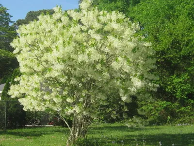 Софора японская – дерево и древесина – Styphnolobium japonicum