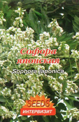 Софора японская – дерево и древесина – Styphnolobium japonicum