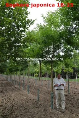 Стифнолобиум японский или софора японская / Styphnolobium japonicum |  MULTIFLORA