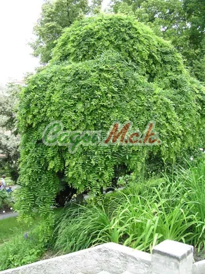 Софора японская (Sophora japonica)