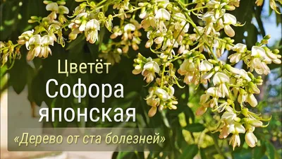 Софора японская - одна из самых недооценённых пород в контексте изменения  климата!