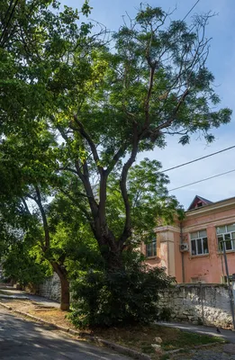 Софора японская плакучая (Sophora japonica 'Pendula') – Лиственные деревья  Буква «С» - цветочный портал Ваш Сад!