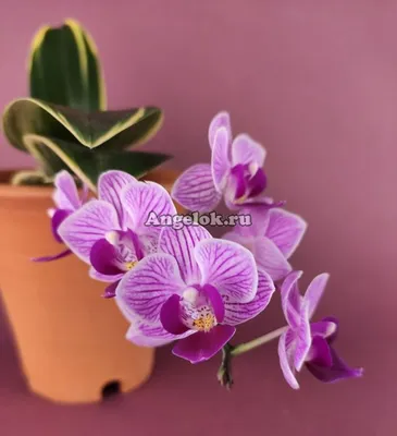 Фаленопсис Сого Вивьен (Phalaenopsis Sogo Vivien 'SOGO F858' ) Тайвань —  купить в интернет-магазине Ангелок