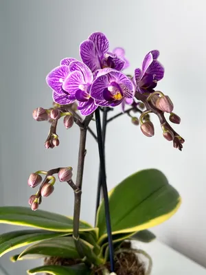 Орхидея Фаленопсис Сого Вивьен вариегатный купить в Москве с доставкой |  Магазин растений Bloom Story (Блум Стори)