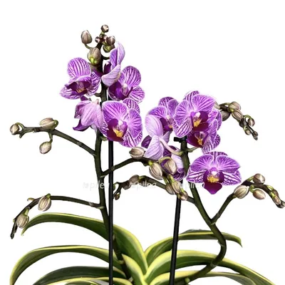 Фаленопсис Сого Вивьен (Phalaenopsis Sogo Vivien) — купить в  интернет-магазине Ангелок