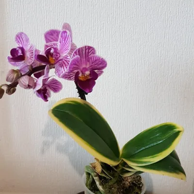 orchidsbucha - Сого Вивьен 🦋 3 ветки, все цветочки с... | Facebook
