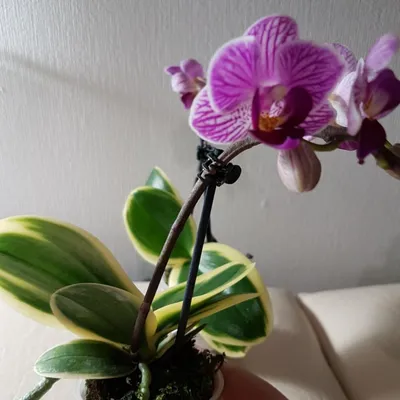Обзор Цветения орхидеи Сого Вивьен вариегатный! Flowering Sogo Vivien  variegata Orchid! - YouTube