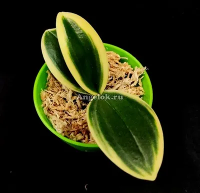 Орхидея Сого Вивьен – купить в Москве, цена 800 руб., продано 17 апреля  2018 – Растения и семена