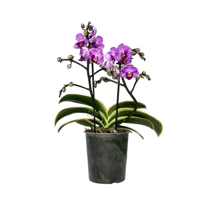 Орхидея Сого Вивьен – купить в Москве, цена 800 руб., продано 13 марта 2018  – Растения и семена