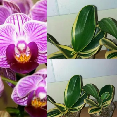 orchidsbucha - Сого Вивьен 🦋 3 ветки, все цветочки с... | Facebook