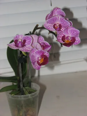 Орхидея фаленопсис мультифлора сого вивьен 12/40 по цене 3 499 руб. -  Интернет-магазин Liodoro