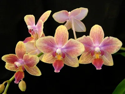 Орхидеи от 3000-и все для них - Страница 114 - Цветочный базар - Все Вместе  - Страница 114