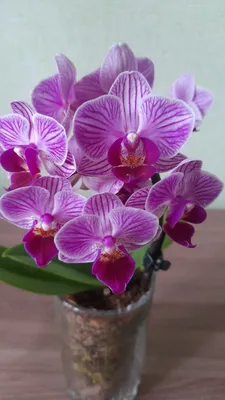 Сого Вивьен Орхидея - 62 фото