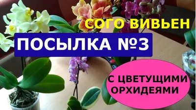 Сого Вивьен: Альбом «Мои орхидеи»: Альбомы - женская социальная сеть  myJulia.ru