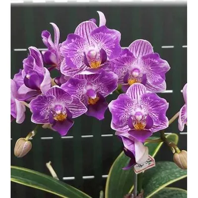 Купить орхидею Фаленопсис Сого Вивьен (Sogo Vivien) с доставкой по Украине.