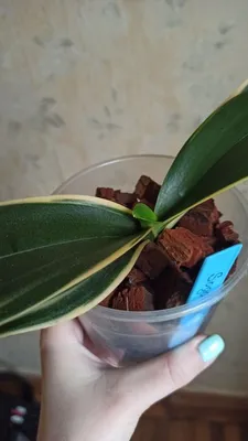 Орхидея Сого Вивьен и Юкидан: фото, описание и домашний уход
