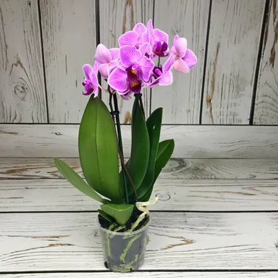 Орхидея фаленопсис виды и уход в домашних условиях | Комнатные растения у  Елены | Дзен