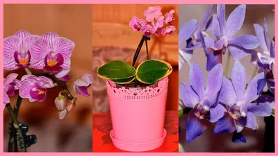 СУПЕР посылка №3 с цветущими орхидеями. СОГО ВИВЬЕН. Размышления об  интернет-продавцах орхидей. | Орхидеи, Орхидея, Растения