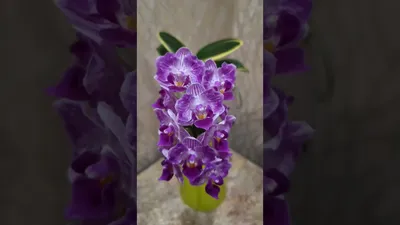 Фаленопсис Сого Вивьен (Phalaenopsis Sogo Vivien) — купить в  интернет-магазине Ангелок
