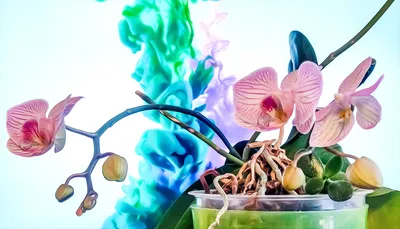 Орхидея Сого Вивьен,даже не цветущая, великолепная)😍 | Instagram