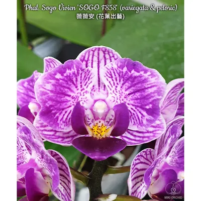 Орхидея Phal. Sogo Vivien SOGO F858 бабочка - купить, доставка Украина