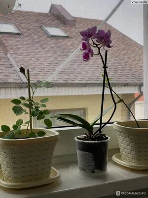 Две сказочные орхиды: голубая орхидея ❤ мини-орхидея сого вивьен  вариегатный - YouTube | Орхидеи, Орхидея, Садоводство