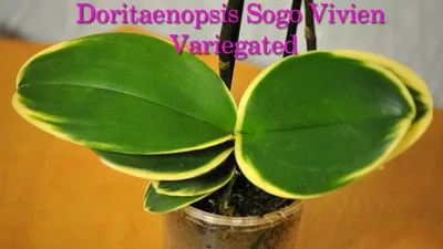 Сого вивьен вариегатная орхидея - 62 фото