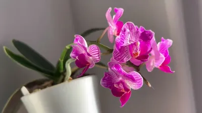 Орхидея Сого Вивьен (Phal. Sogo Vivien) - YouTube