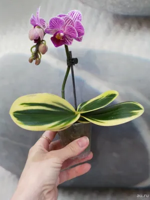 Сого вивьен,листья в красивую полоску) #фаленопсис #рекомендации #орхидея  #орхидеи #орхозависимость - YouTube