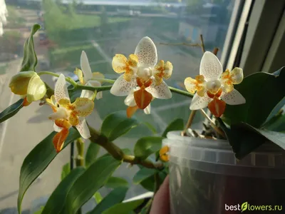Сого вивьен орхидея - 77 фото