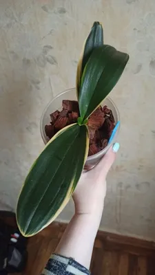 Орхидея Фаленопсис мини Фолетовая купить в Москве