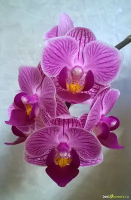 Продам орхидею Сого Вивьен: 400 грн. - Кімнатні рослини Сонячне на Olx