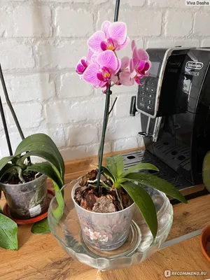 Орхидея Сого Вивьен после пересадки ❀ состав субстрата которым пользуюсь -  YouTube
