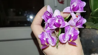 Вариегата орхидея - 71 фото
