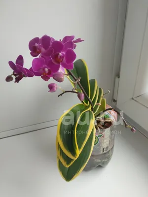 мини орхидея фаленопсис полосатая D9 купить в Москве