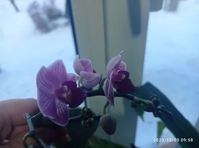 Орхидея Фаленопсис - «Орхидея это мой цветок! Охридейные приметы и поверья.  У каких женщин цветут орхидеи. Мои орхидеи цветут постоянно, гроздями) Даже  после пересаживания появляются новые стрелки и цветы на них.» | отзывы