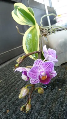 Продам орхидею Сого Вивьен: 400 грн. - Кімнатні рослини Сонячне на Olx