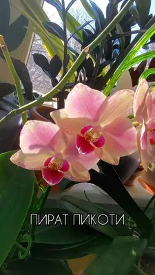 Орхидея вивьен - 57 фото