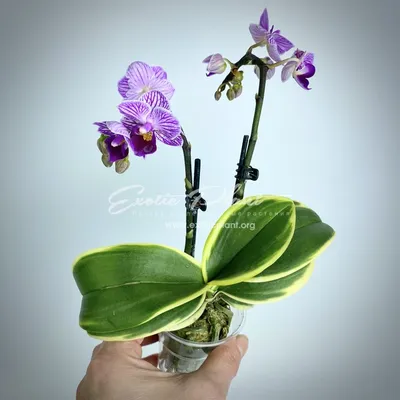 Купить Орхидея Фаленопсис Мини Синяя D5 в интернет-магазине комнатных  растений